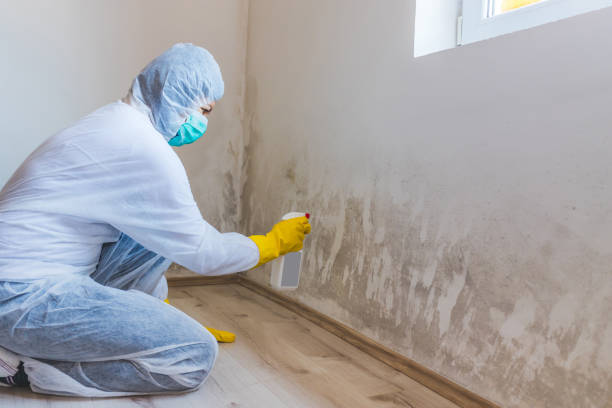 Licensed Black Mold Removal service in Dayton, MD - WQB Mold Removal
