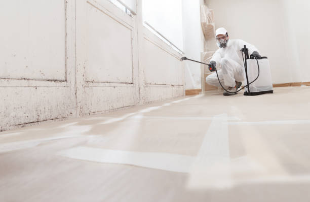 Trusted Black Mold Removal service in Dayton, MD - WQB Mold Removal